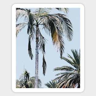 Palm trees, Tropical landscape palms, Sky, Nature print Sticker